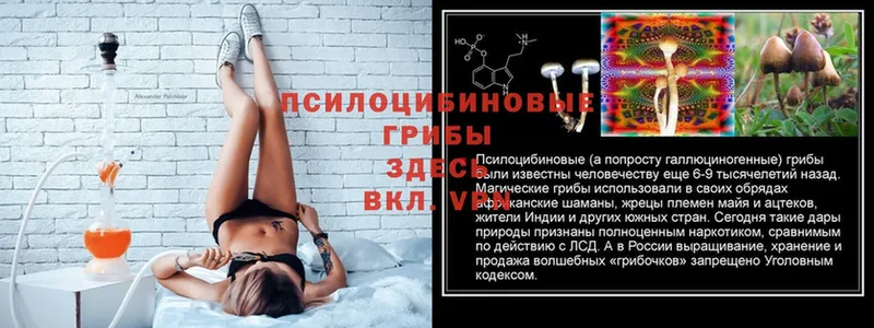 дарнет шоп  Дмитров  Галлюциногенные грибы Psilocybe 